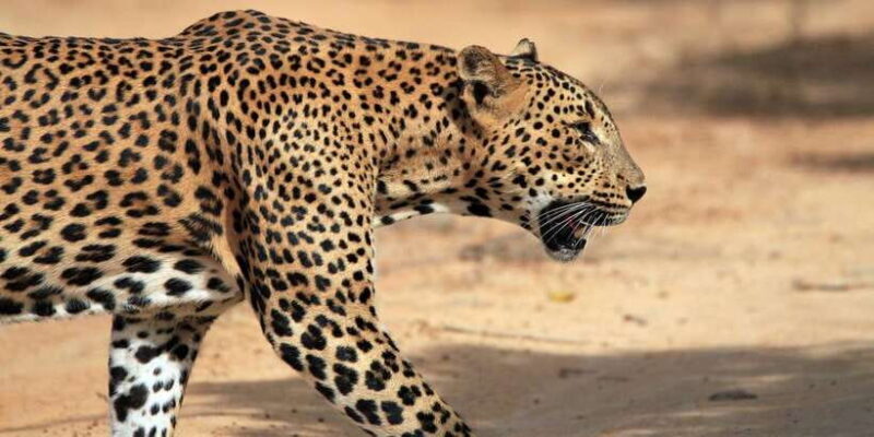 Yala Safari All-Inclusive Package with Convenient Pick Up - What is Included and Why It Matters