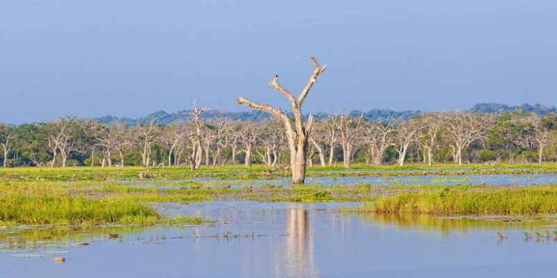 Yala Safari All-Inclusive Package with Convenient Pick Up - The Wildlife Viewing: What You’re Likely to See