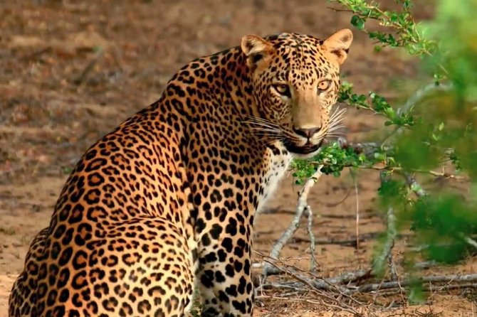 Yala Safari Day Trip From Galle/ Unawatuna/ Ahangama/ Weligama - Meeting Points and Schedule