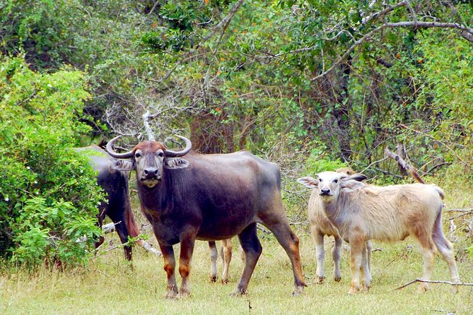 Yala Safari From Hambantota Port (Shore Excursion) by BTM - Inclusions and Additional Services