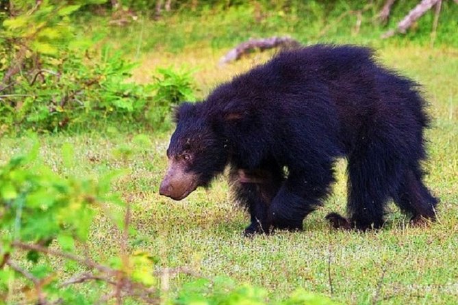 Yala Safari Private Day Tour Kaluthara/Beruwala/Bentota/Kosgoda/Ahungalla - About the Tour Provider