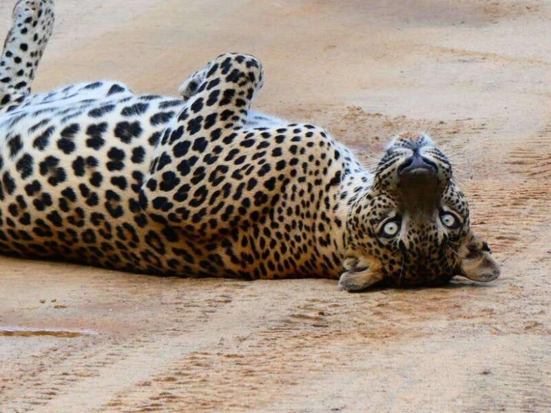 Yala Safari Tour from Galle/Mirissa/Matara/Tangalle/Ella - Introduction