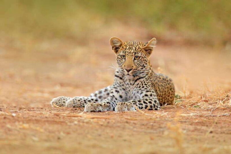 Yala Safari Tour from Galle/Mirissa/Matara/Tangalle/Ella - What Makes This Tour Stand Out