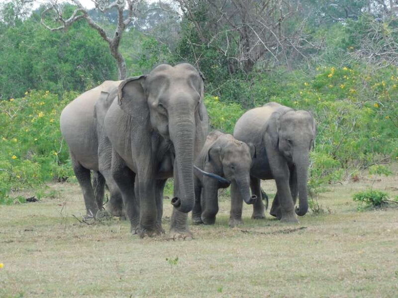 Yala Safari Tour from Galle/Mirissa/Matara/Tangalle/Ella - What’s Included and What’s Not