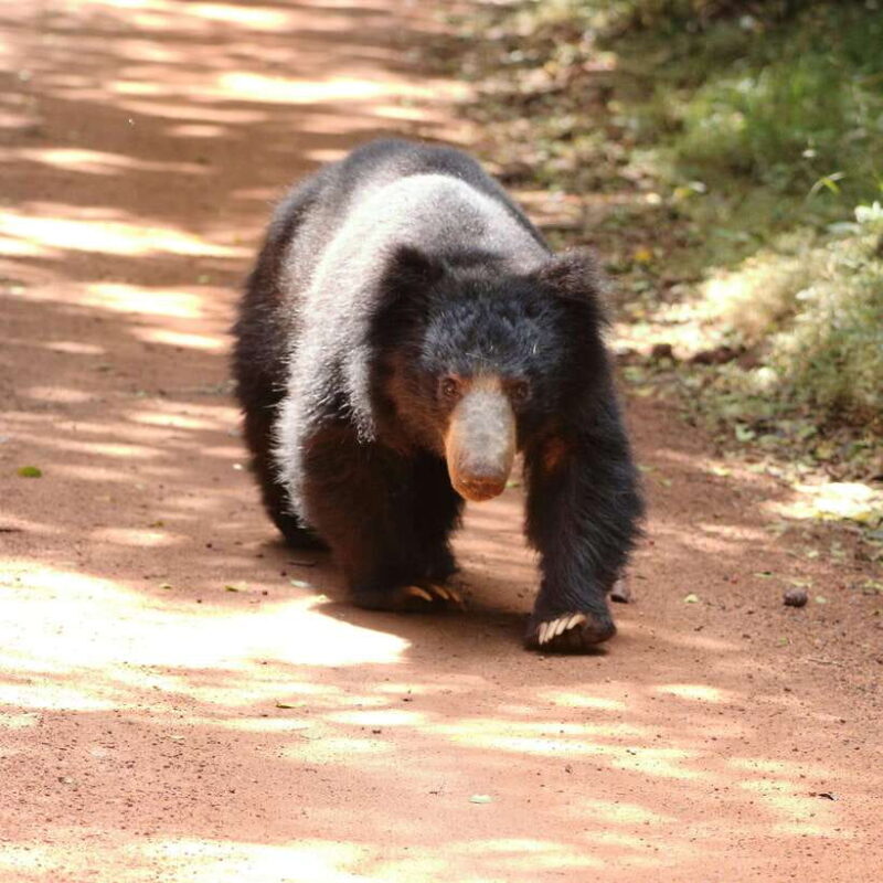Yala Safari Tour from Galle/Mirissa/Matara/Tangalle/Ella - What to Expect on the Day