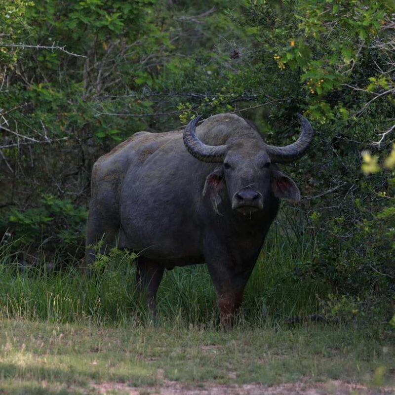 Yala Safari Tour from Galle/Mirissa/Matara/Tangalle/Ella - Who Should Book This Tour?