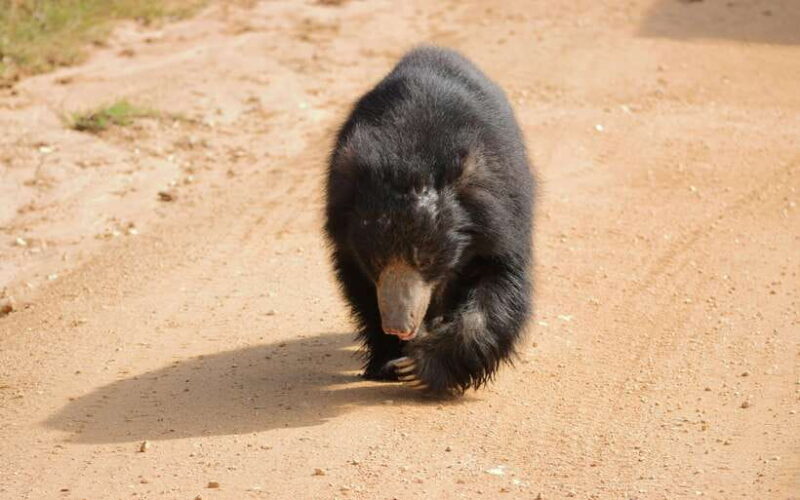 Yala Safari Tour from Galle/Mirissa/Matara/Tangalle/Ella - FAQ