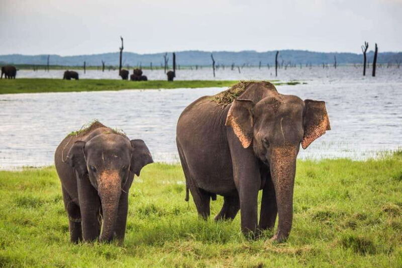 YALA SAFARI TOUR from TANGALLE/HIRIKETIYA/MIRISSA/GALLE - What About the Cost and Value?