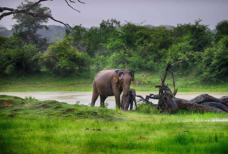 YALA SAFARI TOUR from TANGALLE/HIRIKETIYA/MIRISSA/GALLE - Practicalities and Tips