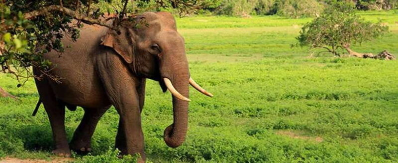 YALA SAFARI TOUR from TANGALLE/HIRIKETIYA/MIRISSA/GALLE - Who Should Consider This Tour?