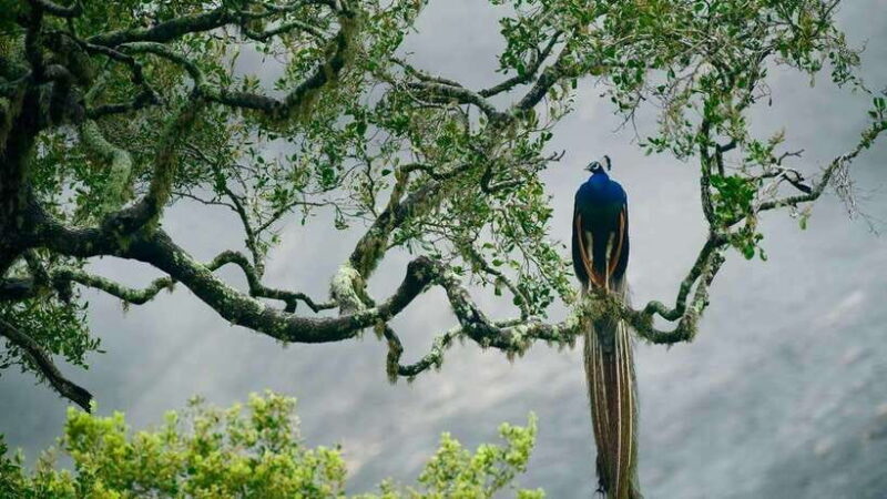 YALA SAFARI TOUR from TANGALLE/HIRIKETIYA/MIRISSA/GALLE - The Sum Up