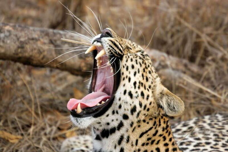 YALA SAFARI TOUR from TANGALLE/HIRIKETIYA/MIRISSA/GALLE - FAQ