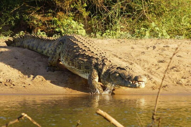 YALA SAFARI TOUR with Galle/Mirissa/Tangalle/Ella Transfers - Key Points