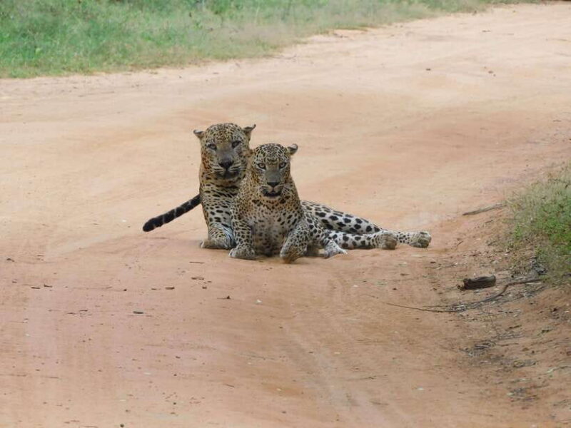 YALA SAFARI TOUR with Galle/Mirissa/Tangalle/Ella Transfers - An In-Depth Look at the Yala Safari Tour