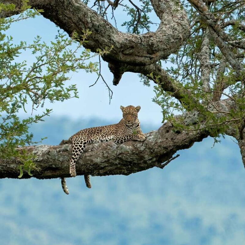 YALA SAFARI TOUR with Galle/Mirissa/Tangalle/Ella Transfers - Who Should Consider This Tour?