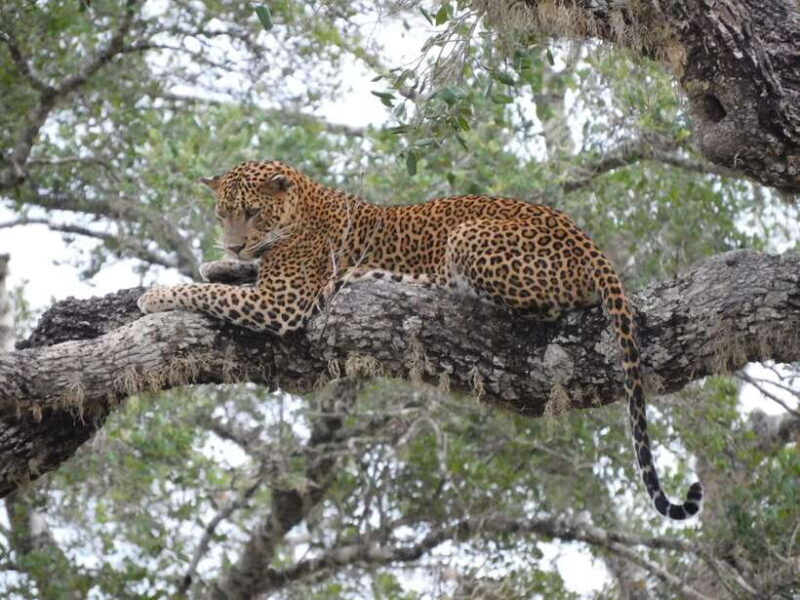 YALA SAFARI TOUR with Galle/Mirissa/Tangalle/Ella Transfers - Final Thoughts: Is It Worth It?