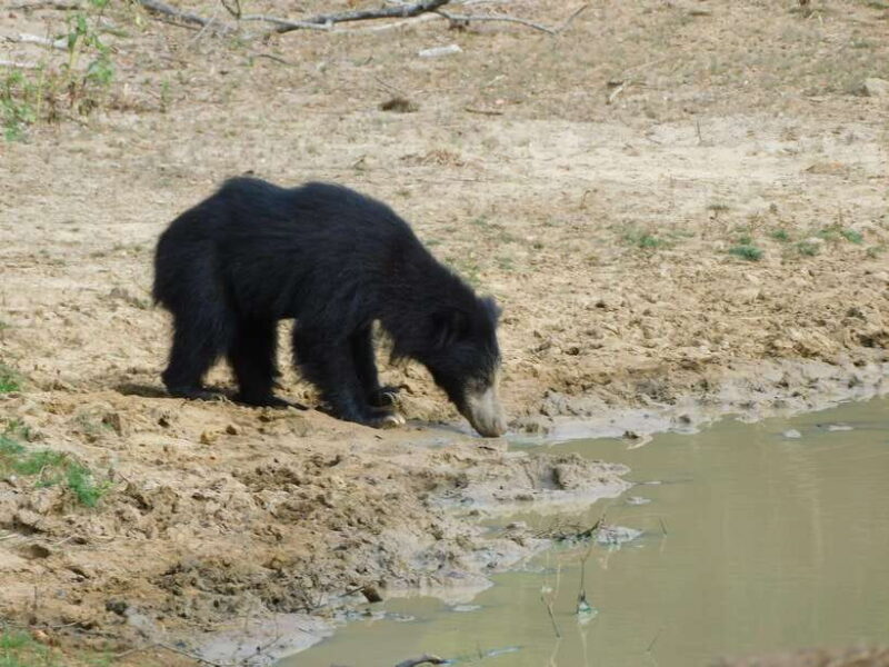 Yala Safari Tours from Ella/Mirissa/Hiriketiya/Tangalle - Who Should Consider This Tour?