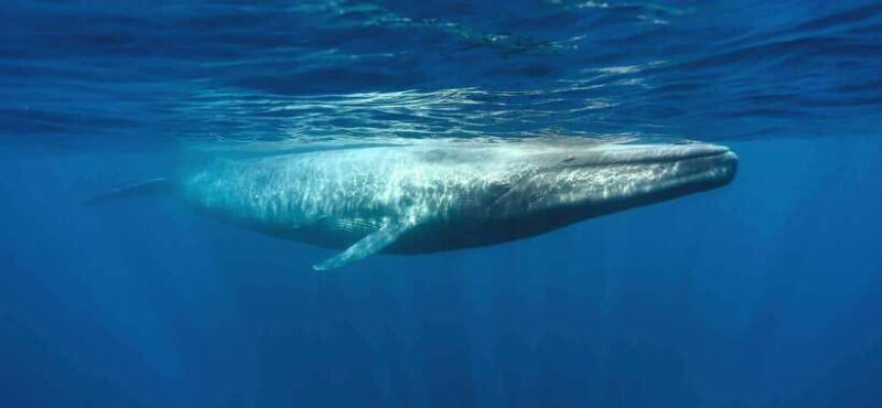 Yala Safari,Mirissa Whale Watching & Galle Fort Night Escape - Key Points