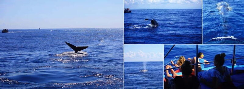 Yala Safari,Mirissa Whale Watching & Galle Fort Night Escape - A Day in the Life: What to Expect
