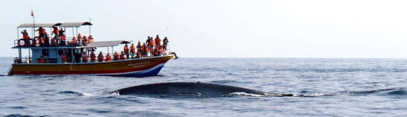 Yala Safari,Mirissa Whale Watching & Galle Fort Night Escape - The Experience: Authenticity and Practicality