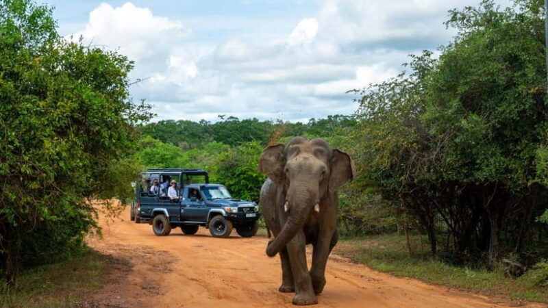 Yala Safari,Mirissa Whale Watching & Galle Fort Night Escape - The Sum Up