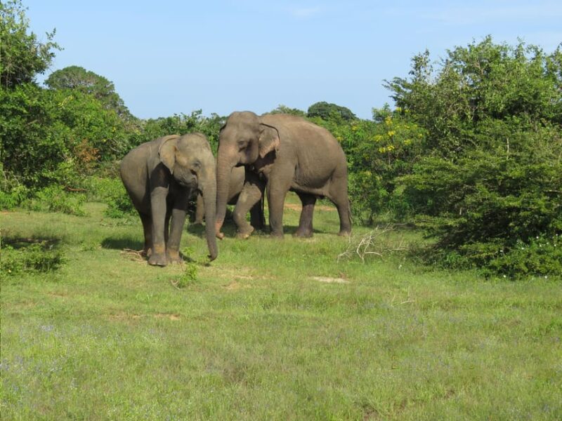 Yala Shenu Safari Tours - Good To Know