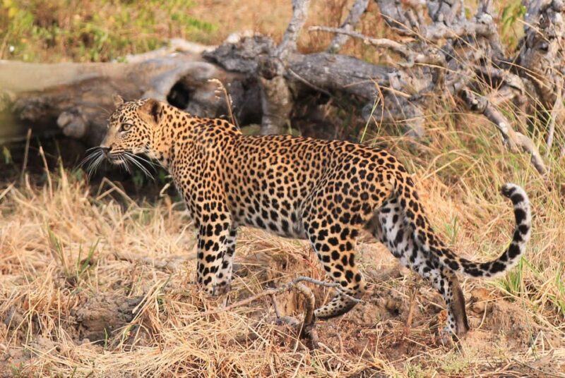 Yala Shenu Safari Tours - Safari Tour Pricing Options