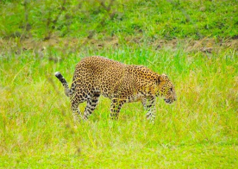 Yala Shenu Safari Tours - Tour Highlights and Experiences
