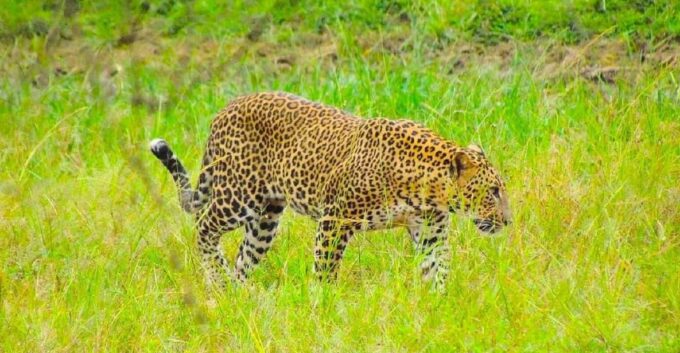 Yala Shenu Safari Tours - Additional Services and Packages