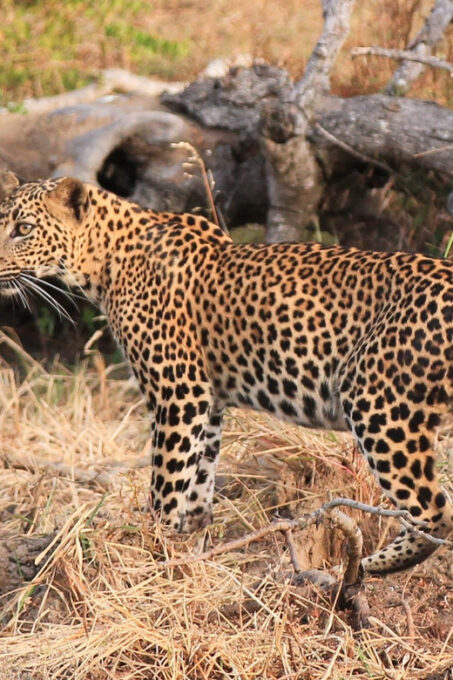 Yala Shenu Safari Tours - Frequently Asked Questions