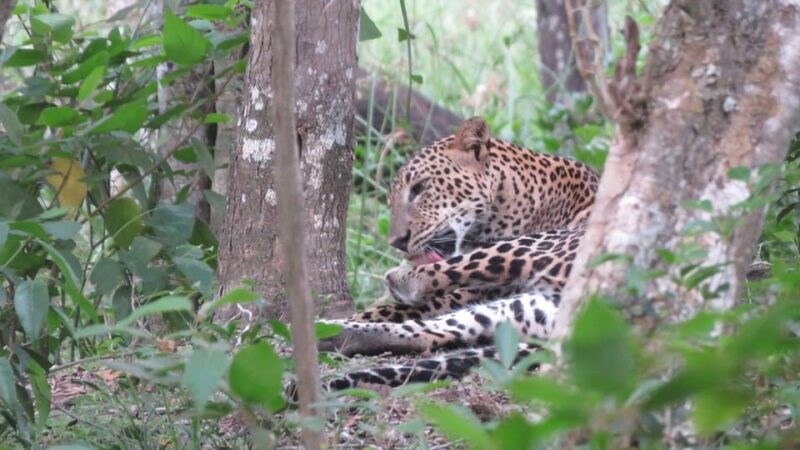 Yala Special Leopard Safari Tour - (04:30 Am - 11:30 Am) - Good To Know
