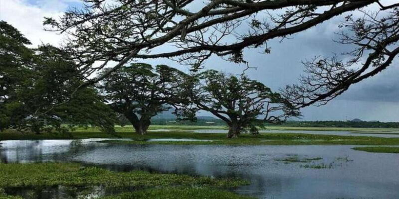 Yala: Sunset Tour by Boat & Beach BBQ Dinner! - A Closer Look at the Experience