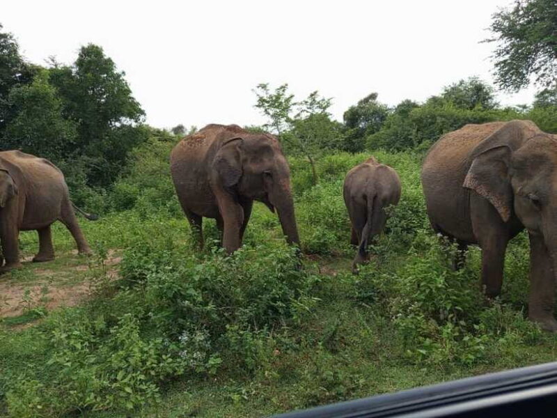 Yala, Udawalawe Safari & Elephant Home Lifetime Experience - Practical Aspects: What’s Included and What’s Not