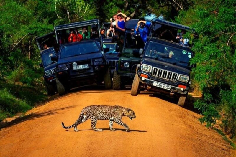 Yala: Yala National Park Safari With Private Jeep - Good To Know
