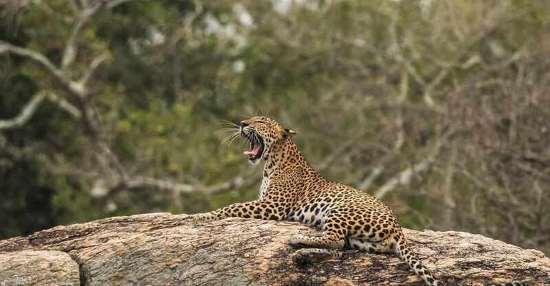 Yala: Yala National Park Safari With Private Jeep - Experience Highlights