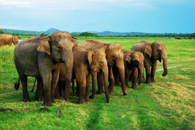 Yala: Yala National Park Safari With Private Jeep - Inclusions