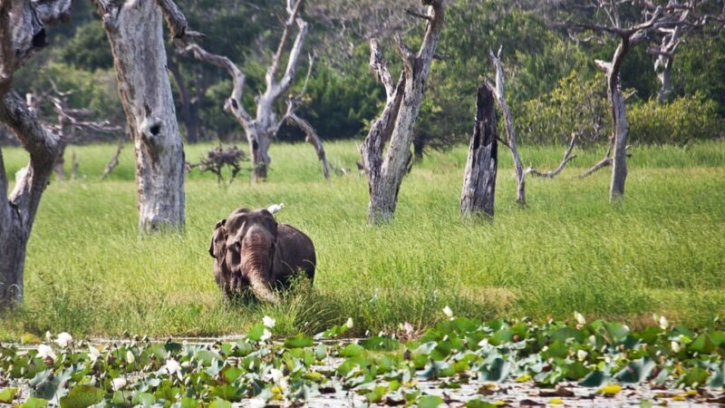Yala: Yala National Park Safari With Private Jeep - Booking and Availability