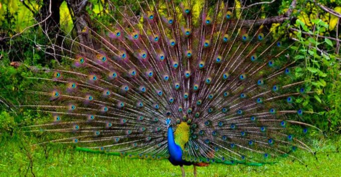 Yala: Yala National Park Safari With Private Jeep - Pickup and Drop-off Service