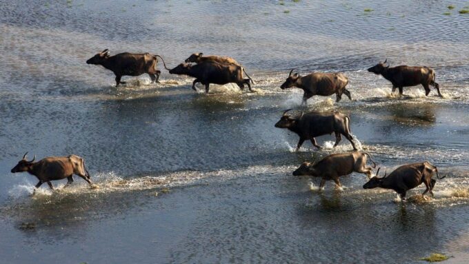 Yala: Yala National Park Safari With Private Jeep - Experienced Guide