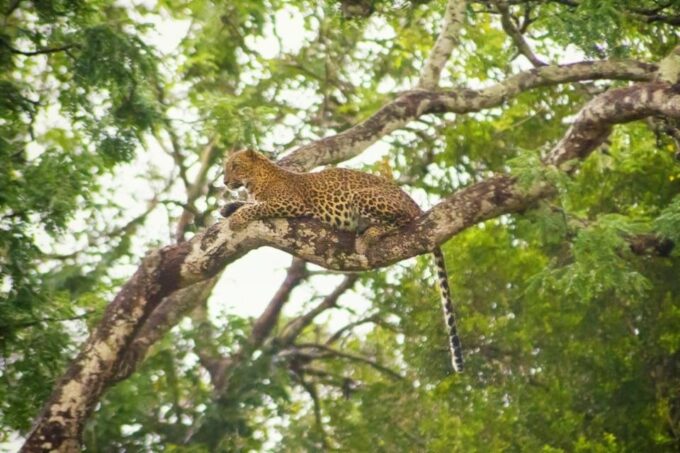 Yala: Yala National Park Safari With Private Jeep - Frequently Asked Questions