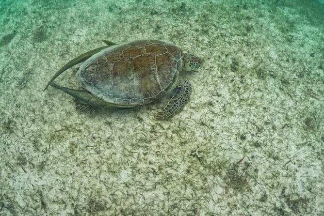 Yalku lagoon and turtles akumal sanctuary - The Sum Up: Is It Worth It?