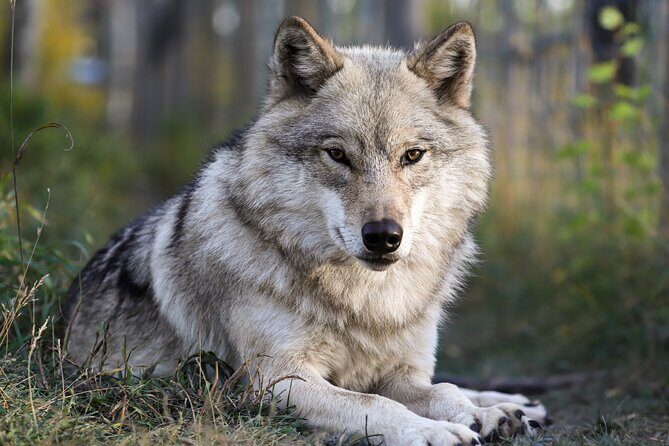 Yamnuska Wolfdog Sanctuary Walk Ticket in Canada - Key Points