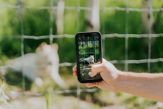 Yamnuska Wolfdog Sanctuary Walk Ticket in Canada - A Closer Look at the Yamnuska Wolfdog Sanctuary Walk