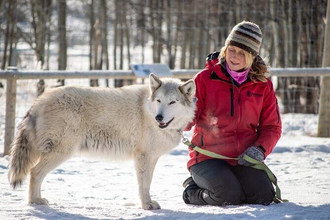 Yamnuska Wolfdog Sanctuary Walk Ticket in Canada - FAQ