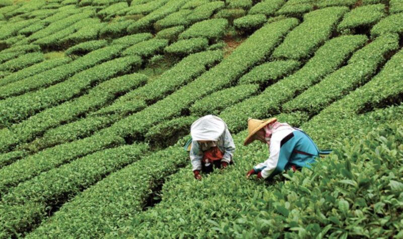 Yangshuo: Tea Plantation and Xianggong Hill Half-Day Tour - Good To Know