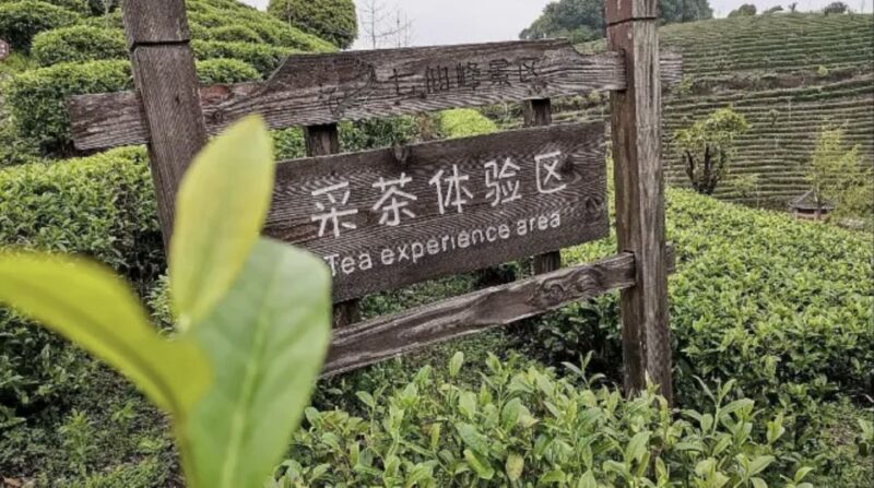 Yangshuo: Tea Plantation and Xianggong Hill Half-Day Tour - Itinerary Details