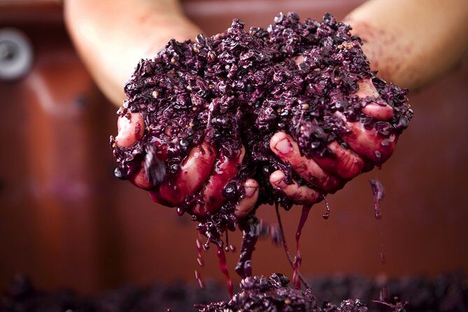 Yarra Valley Chandon Cheese & Sunset Kangaroos from Melbourne - Transportation and Group Size