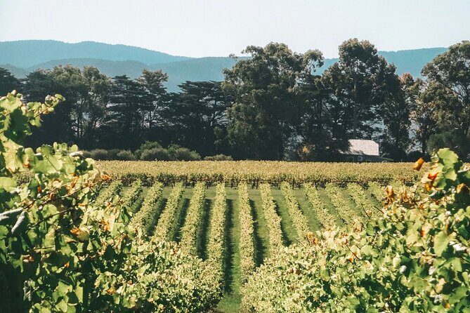 Yarra Valley luxe private tour with Champagne Brunch - Final Word