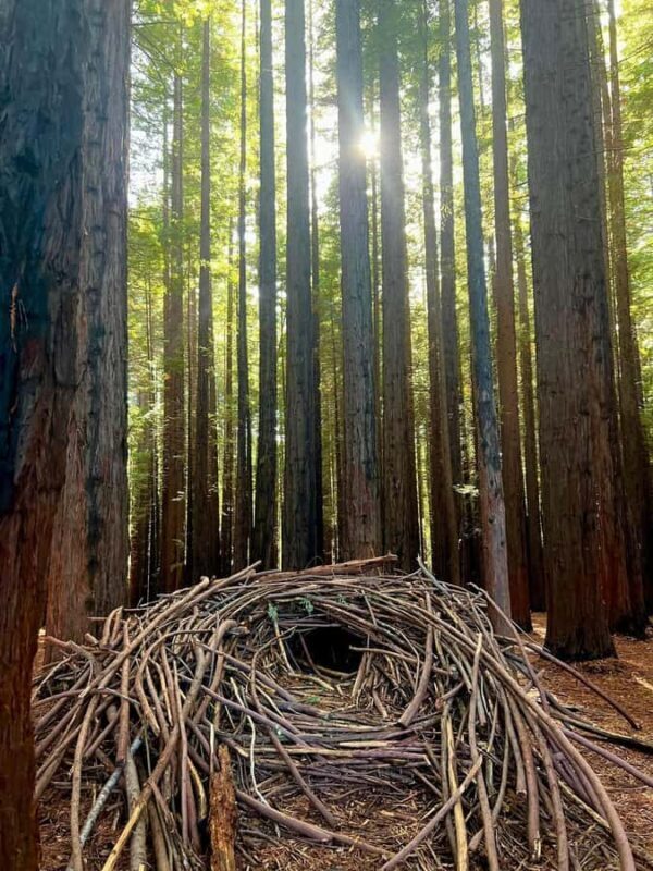 Yarra Valley | Redwoods, Wildlife, Wine, Chocolate - The Itinerary Breakdown: What You Can Expect