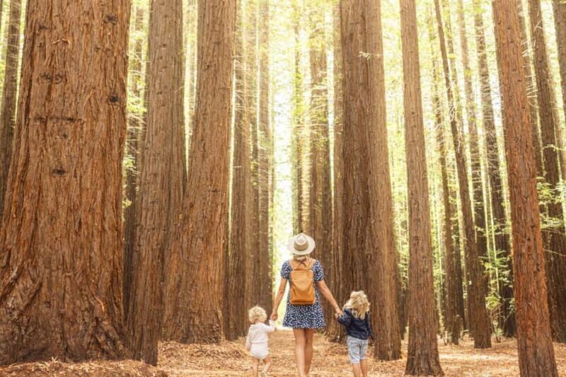 Yarra Valley | Redwoods, Wildlife, Wine, Chocolate - Who Will Love This Tour?